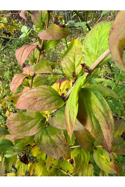 Осіннє листя Абеліолистник дворядний